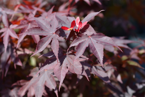 Acer palmatum 'Bloodgood'