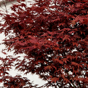 Acer palmatum 'Bloodgood'