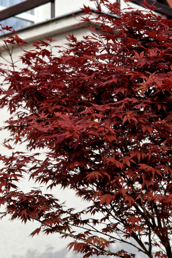 Acer palmatum 'Bloodgood'