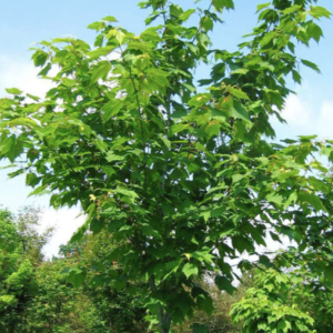 Acer pensylvanicum