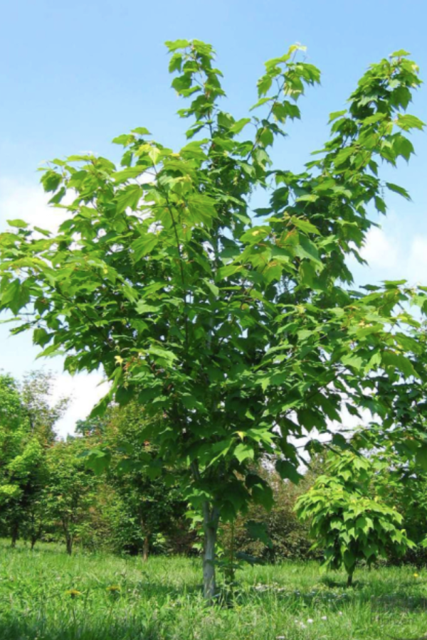 Acer pensylvanicum