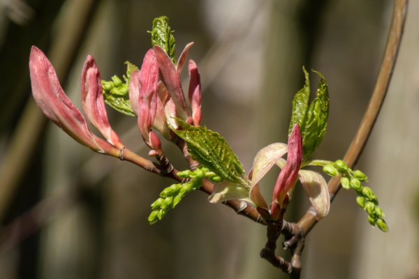 Acer pensylvanicum