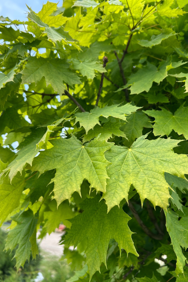 Acer platanoides 'Globosum'