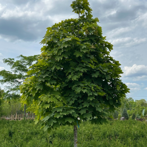 Acer platanoides 'Globosum'