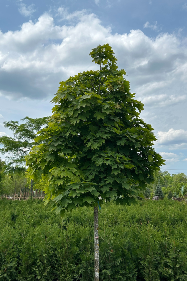 Acer platanoides 'Globosum'