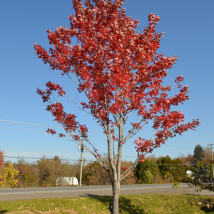 Acer rubrum