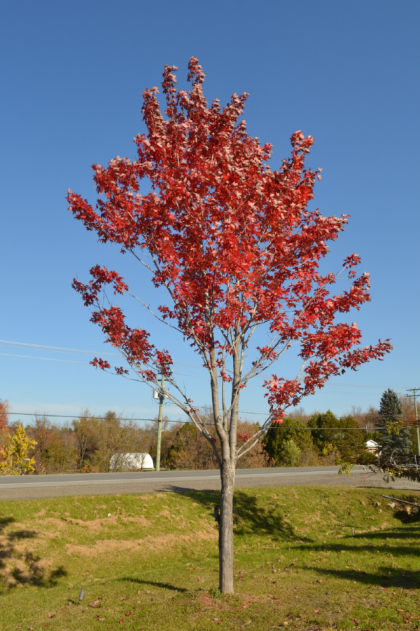 Acer rubrum