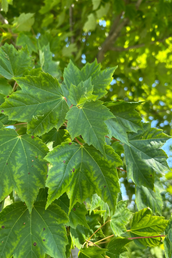 Acer rubrum