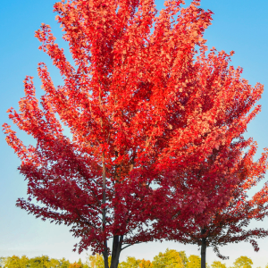 Acer rubrum