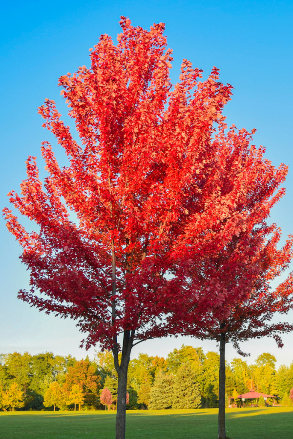 Acer rubrum