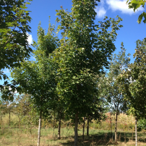 Acer rubrum 'Armstrong'