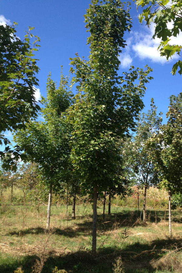 Acer rubrum 'Armstrong'