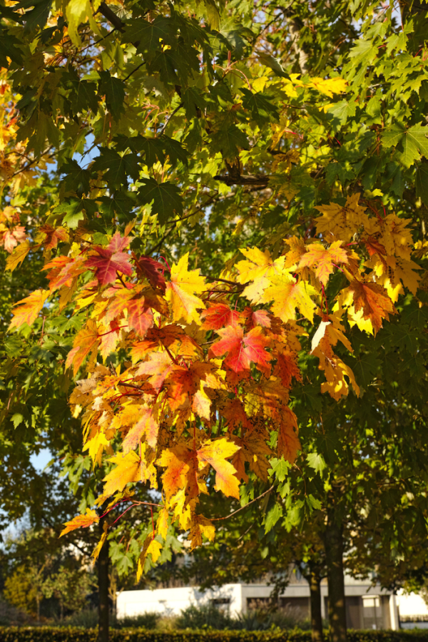 Acer rubrum 'Armstrong'