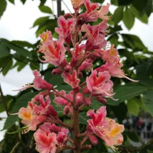 Aesculus x carnea 'Fort McNair'
