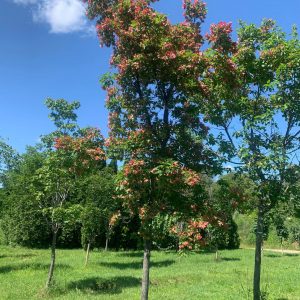 Acer tataricum 'Hot Wings' ('Garann')
