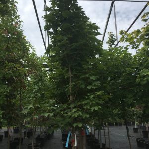 Acer platanoides 'Columnar'