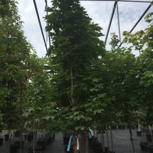 Acer platanoides 'Columnare'