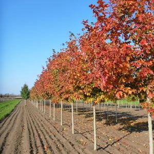 Acer saccharum 'Fall Fiesta' ('Bailsta')