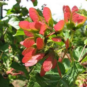 Acer tataricum 'Rugged Charm' ('JFS-KW2')
