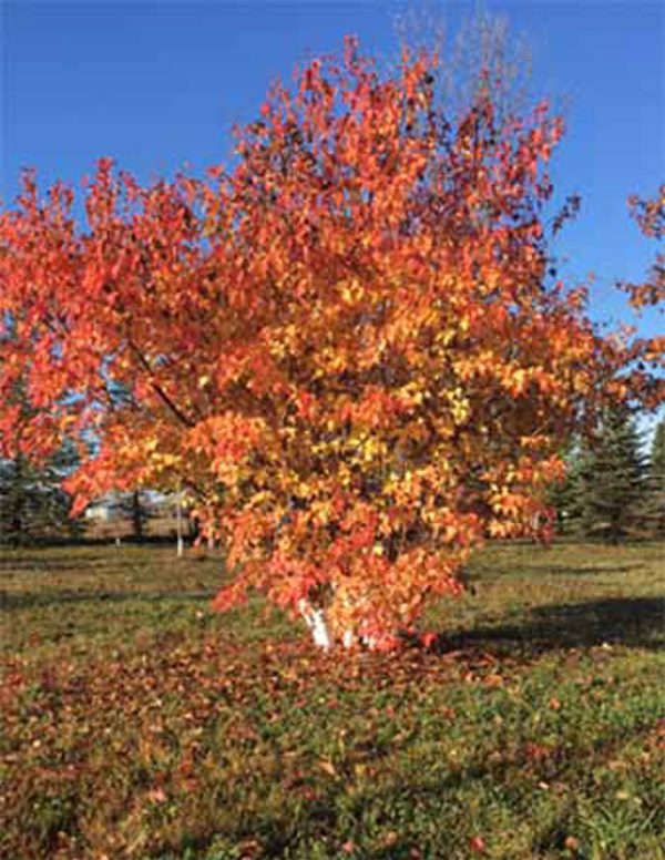 <b><i>Acer tataricum ginnala </b></i><br>Érable de l'Amur – Image 2