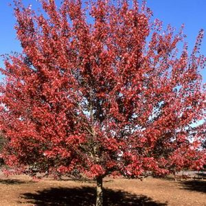 Acer rubrum 'Autumn Flame'