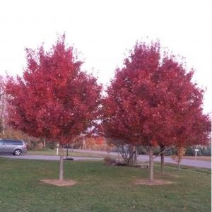 Acer rubrum 'Brandywine'