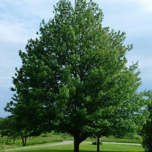 Acer rubrum 'Embers'