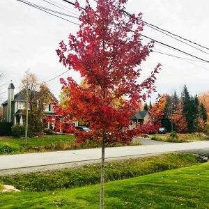Acer rubrum 'Frank Jr.' ('Redpointe')
