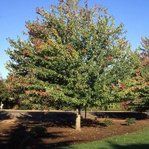 Acer rubrum 'Red Sunset' ('Franksred')