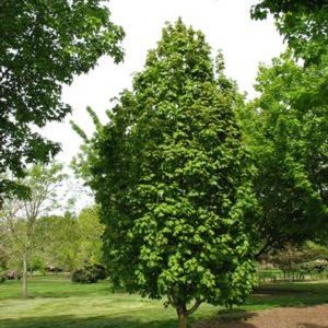 Acer saccharum 'Apollo' ('Barrett Cole')