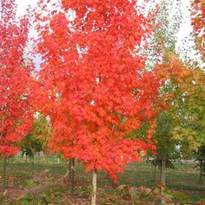 Acer saccharum 'Autumn Fest'