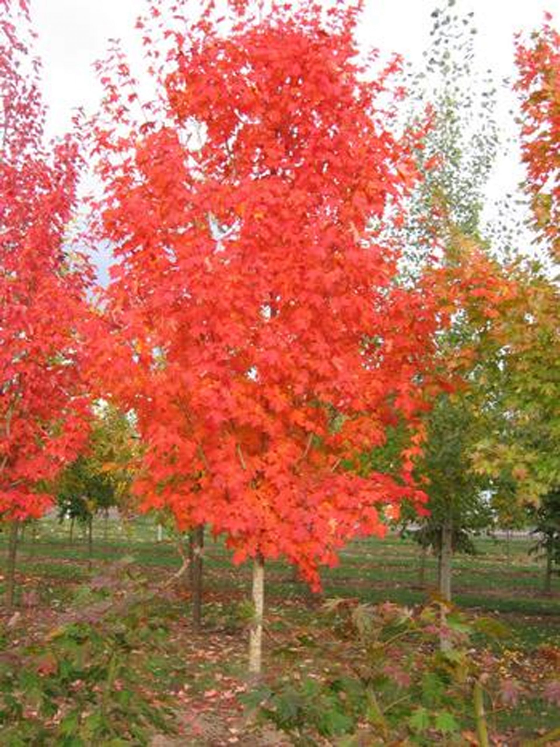 Acer saccharum 'Autumn Fest'