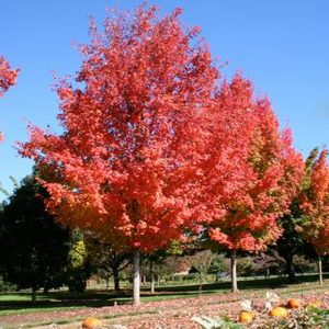 Acer saccharum 'Bonfire'