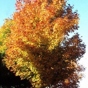 Acer saccharum 'Green Mountain'