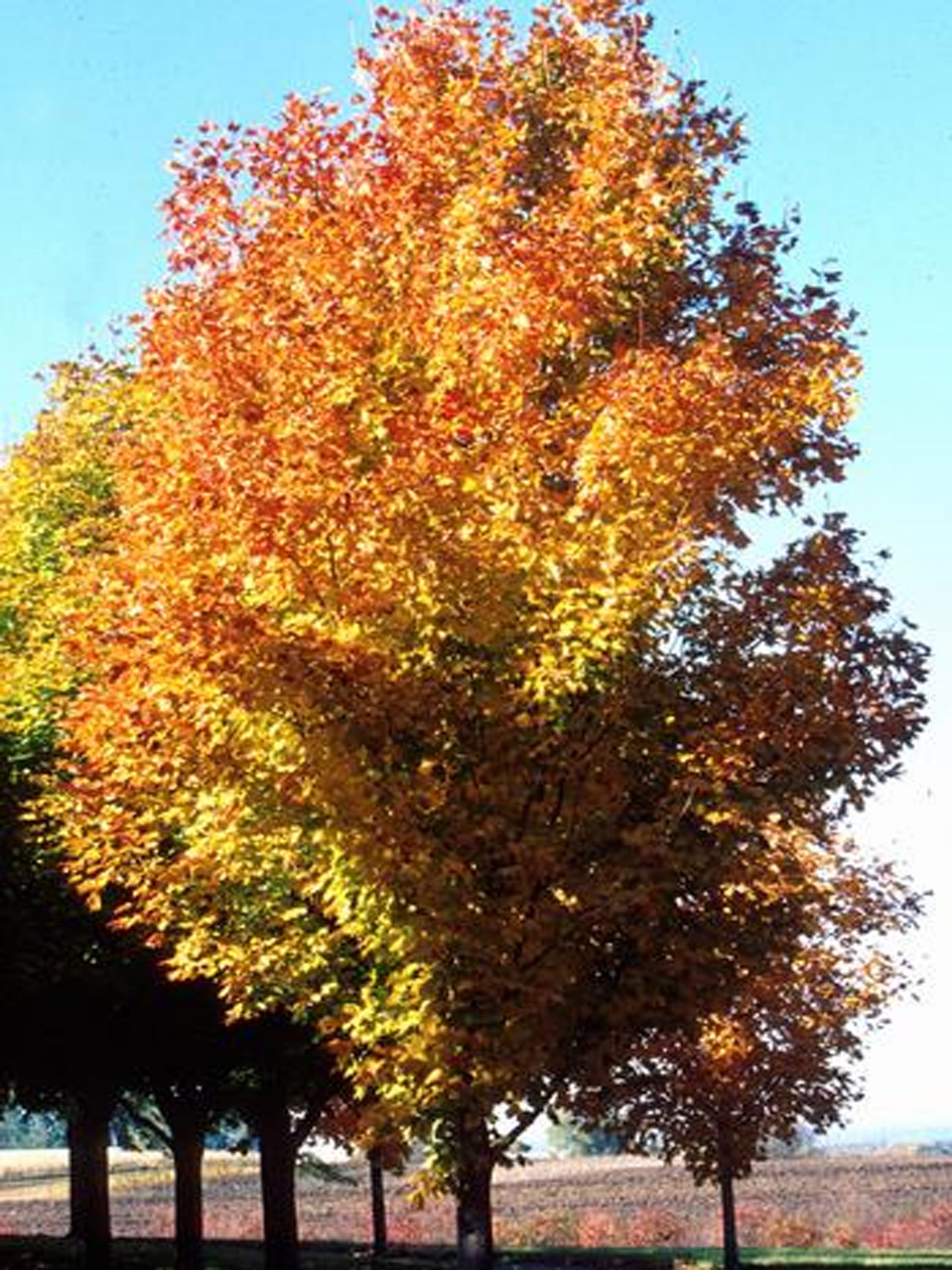 Acer saccharum 'Green Mountain'