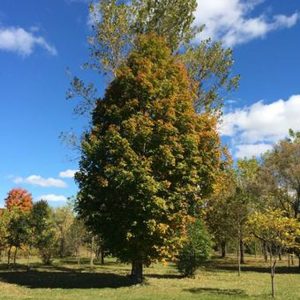 Acer saccharum 'Columnare'
