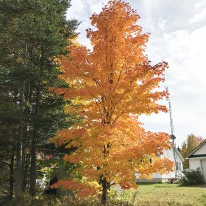 Acer saccharum