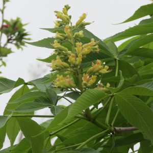 Aesculus glabra
