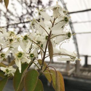 Amelanchier x grandiflora 'Ballerina'