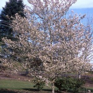Amelanchier x grandiflora 'Princess Diana'