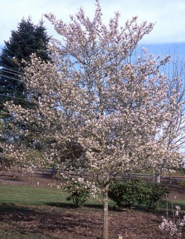 Amelanchier x grandiflora 'Princess Diana'