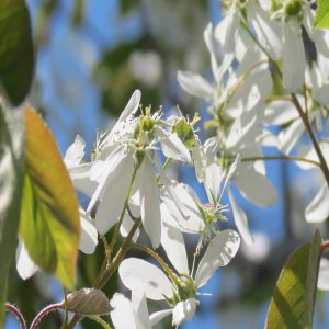 Amelanchier x grandiflora 'Princess Diana'