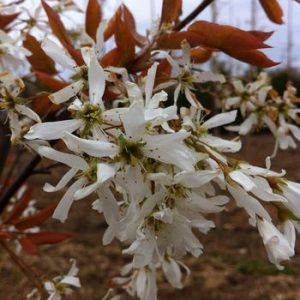 Amelanchier laevis 'Spring Flurry'