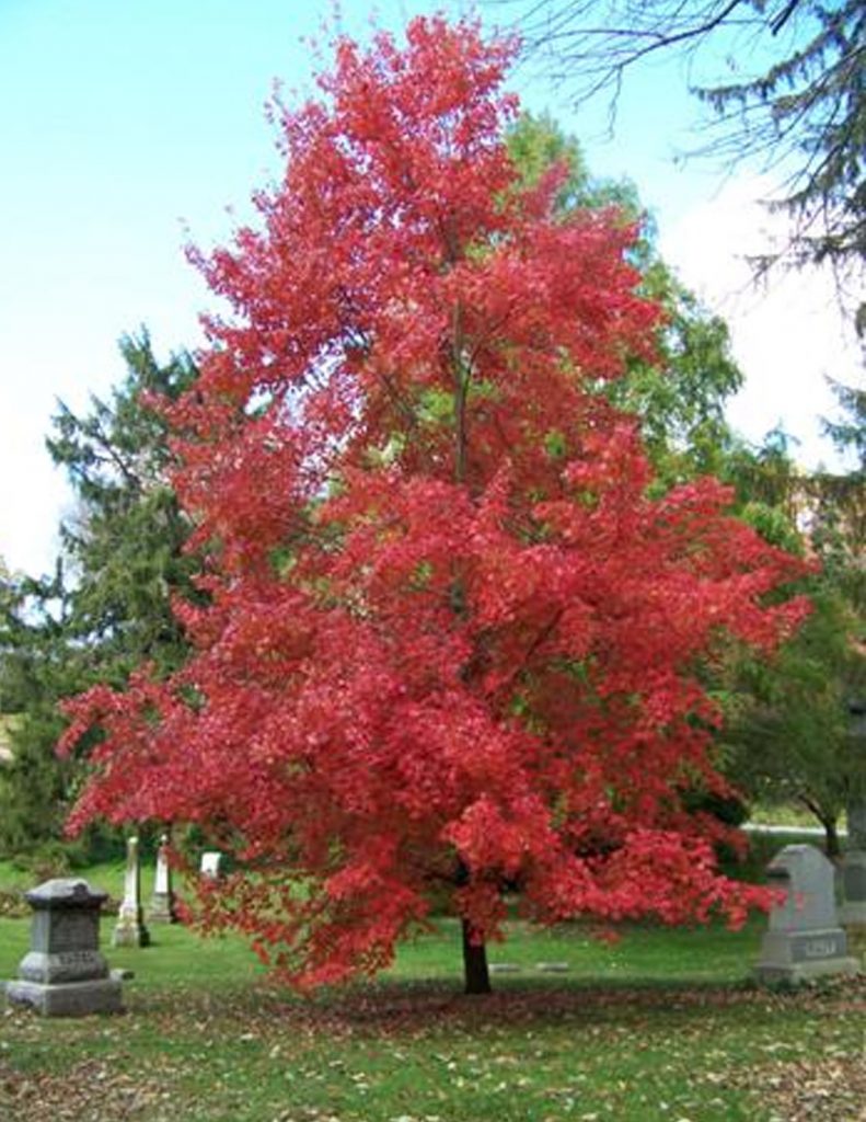 Érable Rouge Arbre Fruitier | quels arbres peuvent être exploités pour ...