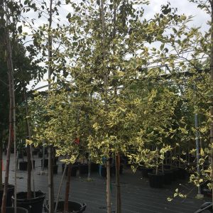 Betula nigra 'Shiloh Splash'