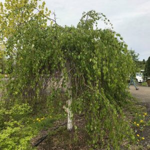 Betula pendula 'Youngii'