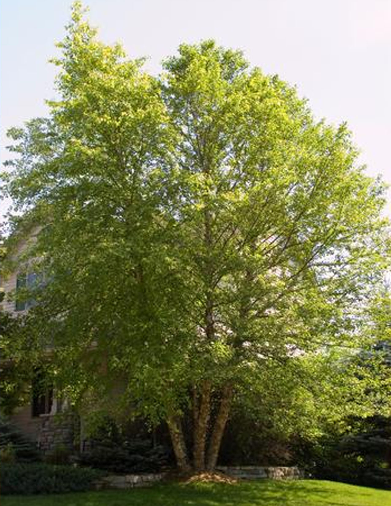 Betula Nigra Heritage