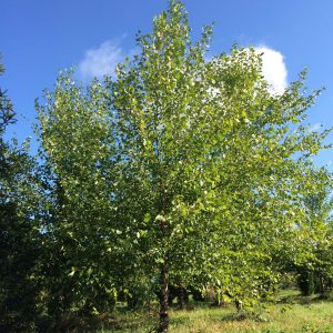 Betula nigra 'Heritage'