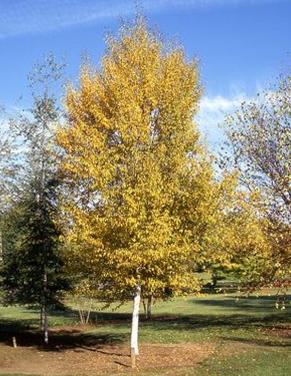<b><i>Betula papyrifera </b></i><br>Bouleau à papier (Bouleau blanc) – Image 2