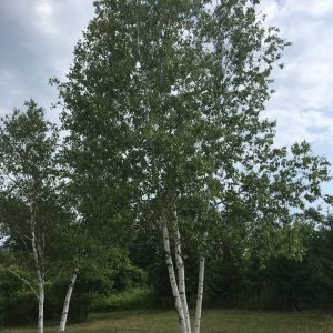 Betula papyrifera